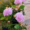 Realistic Hydrangea Solar Garden Stake Light Waterproof Outdoor LED Lawn Decor